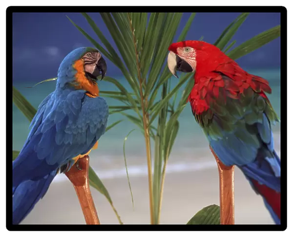 North America, USA, Hawaii. Parrots on palm