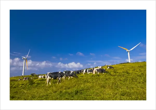 USA, Hawaii, North Kohala, Upolu Point. Cows grazing on the grass at a windmill farm