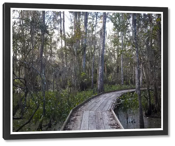 USA, Louisiana, Jean Lafitte. National Historic Park and Preserve, swamp trail, morning