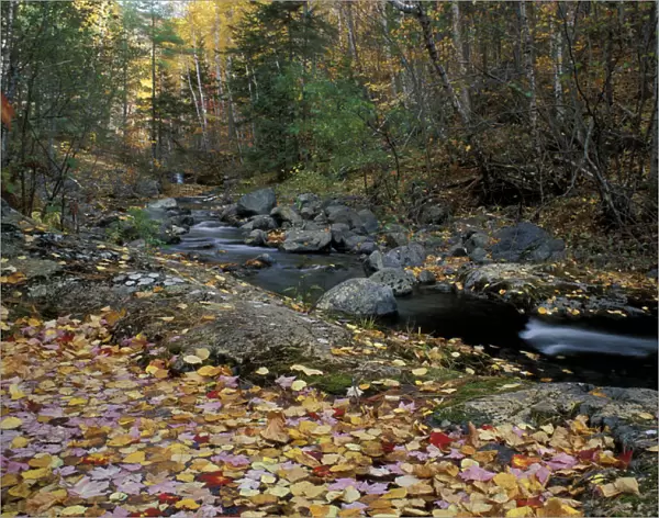 Howe Brook, Baxter State Park, ME. A stream in fall