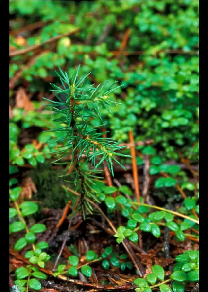 T8 R10 Wels, ME Spruce seedling in TNCs Big Reed Forest Reserve. Old growth