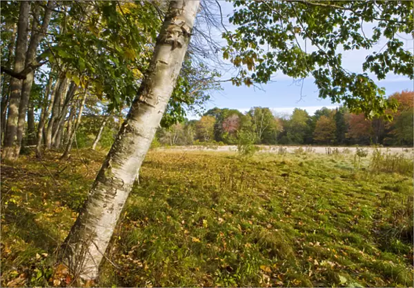Fall foliage and hay field on the Benjamin Farm in Scarborough, Maine