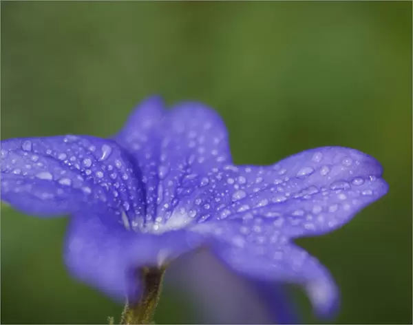 United States, Maryland, Wheaton, Brookside Gardens, closeup of blue flower with