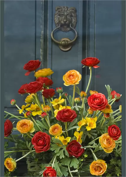 Colorful bouquet adorns door to historic home, Annapolis, Maryland, United States