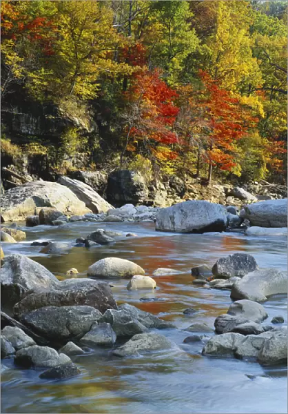 Maryland, Potomac State Forest, North Fork, River flowing through forest in autumn