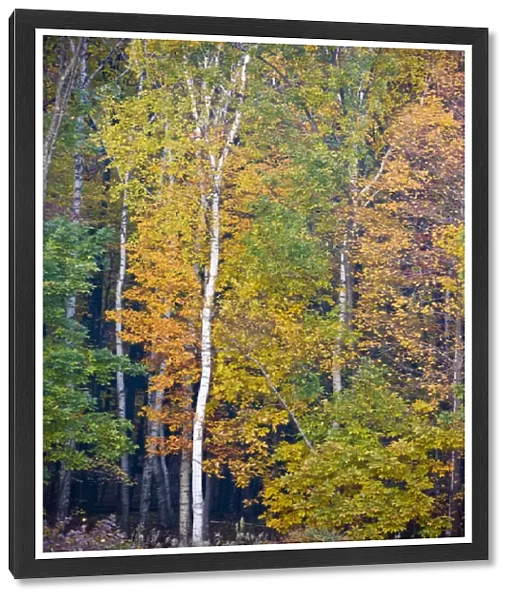 Fall colors in the forest in the Quabbin Reservoir Reservation in Ware, Massachusetts