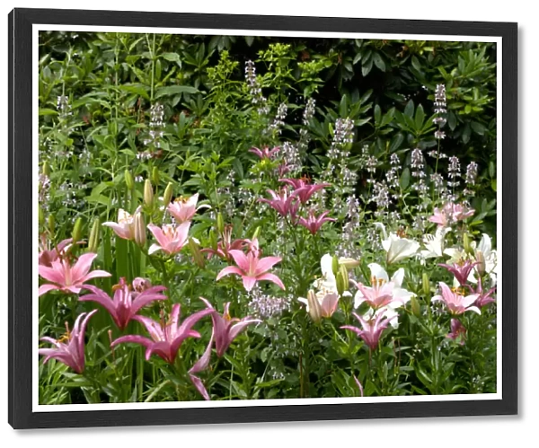 U. S. A. Reading, Massachusetts, Pink and White Asiatic lilies