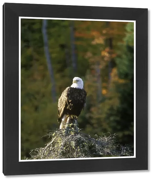 Bald Eagle in UP Michigan