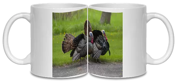 North America, USA, Minnesota, Mendota Heights, Wild Tom Turkey in urban yard Displaying