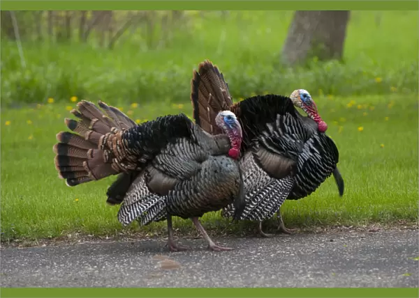 North America, USA, Minnesota, Mendota Heights, Wild Tom Turkey in urban yard Displaying