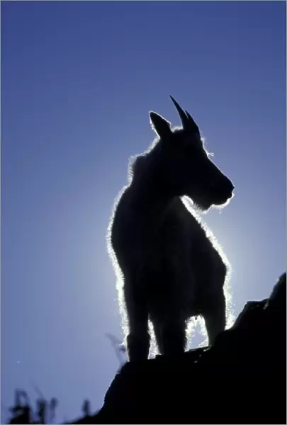 NA, USA, Montana, Glacier NP Silhouetted mountain goat (Oreamnos americanus)