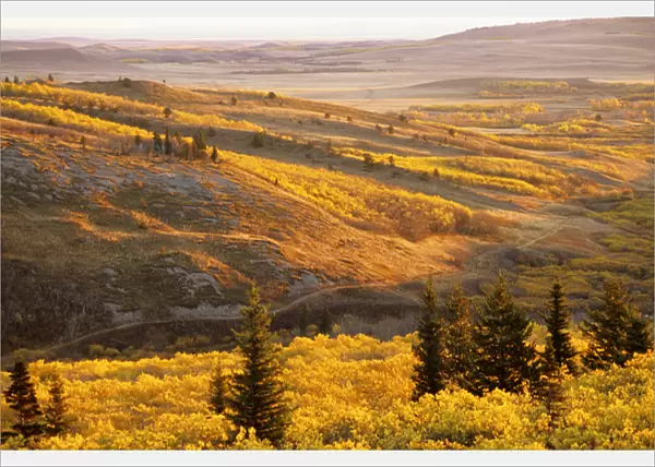 Autumn aspen Groves on the Blackfeet Reservation near Browning Montana