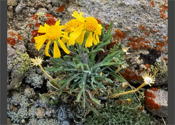 ARC DOME WILDERNESS, NEVADA. USA. Hymenoxys in bloom on crest of Toiyabe Range. Toiyabe-Humboldt