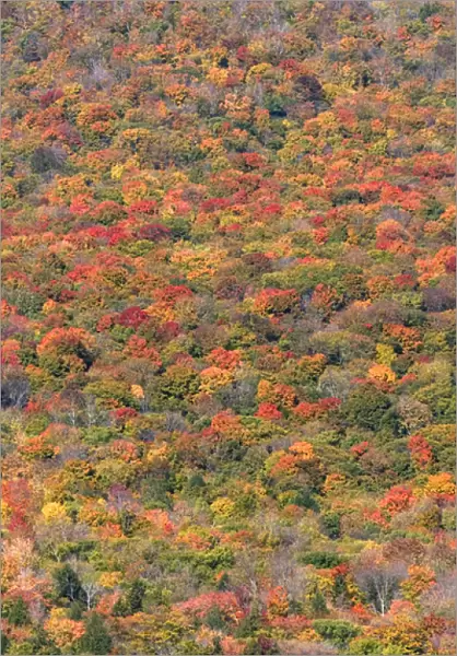 Fall foliage in the White Mountain National Forest, Grafton County, New Hampshire, USA