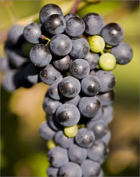 Marechal Foch grapes at the vineyard at Jewell Towne Vineyards in South Hampton