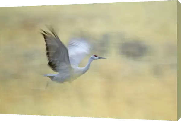 USA, New Mexico, Bosque del Apache National Wildlife Reserve. Abstract of sandhill crane running