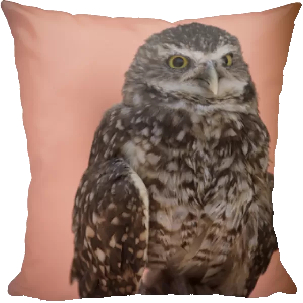 Santa Fe, New Mexico, United States. Burrowing owl