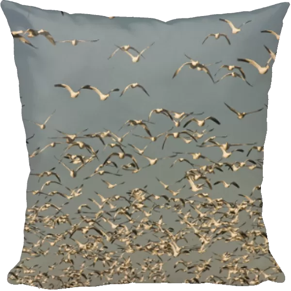 Thousands of migrating snow geese, Chen caerulescens, take flight from a pond in