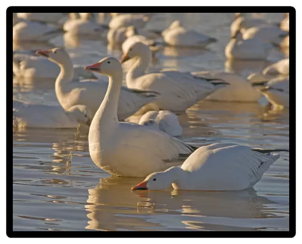 Snow geese, Chen caerulescens, wintering in New Mexico, take refuge from predators