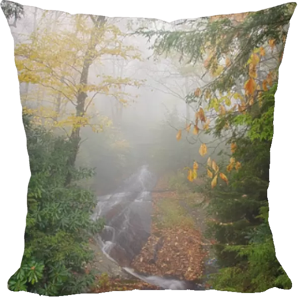 Wet weather waterfall in foggy forest; Pisgah National Forest; North Carolina