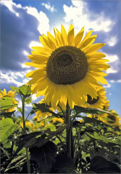 USA, North Dakota, Cass Co. Its easy to see how the sunflower got its name, in Cass County