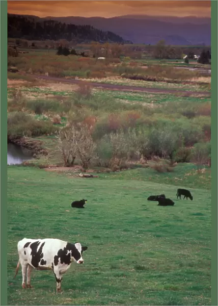 Cattle out to Pasture, Clatskanie, OR