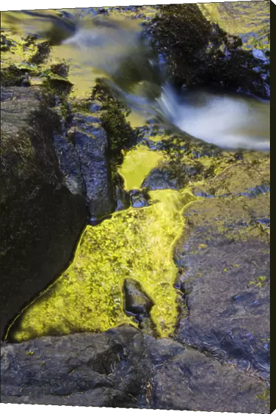 USA, Oregon. Summer reflections in Sweet Creek water. Credit as: Nancy Rotenberg