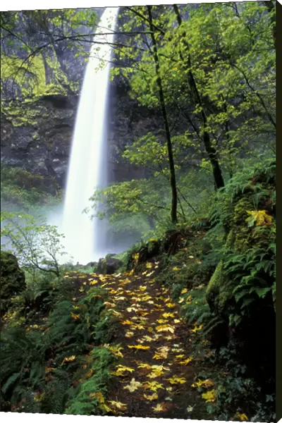 NA, USA, Oregon, Columbia Gorge Elowha Falls in autumn