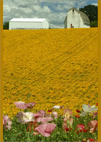 N. A. USA, Oregon, Marion County near Silverton. White barn with Shirley poppies