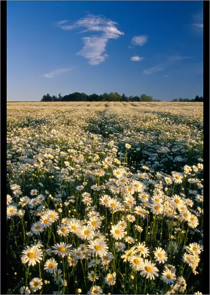 NA, USA, Oregon. Field of daisies in evening light