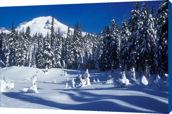 Snow covered trees and moguls at the foot of Mt. Hood, Oregon Cascades