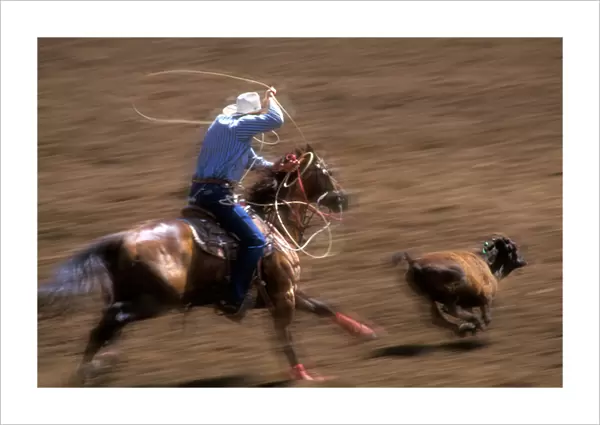 A cowboy swings a lasso, ready to rope a calf at high speed in the St. Paul Rodeo