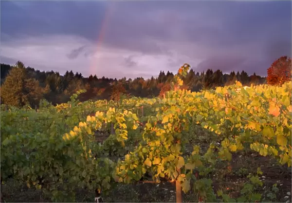 Rainbow in stormy sky over vineyard spotlighted with bright sun in Willamette Valley