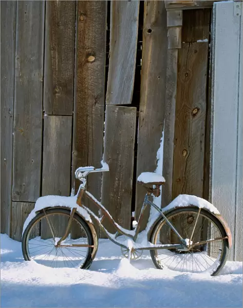 USA, Oregon, Bend. An old bicycle sits covered in snow near a barn in Bend, Oregon