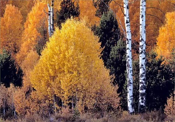 USA, Oregon, Klamath Co. Brilliant fall color competes with firs trees in southern Oregon