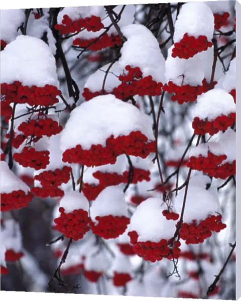 USA, Oregon, Bend. Snow covers the berries of the Mountain Ash in Bend, Oregon