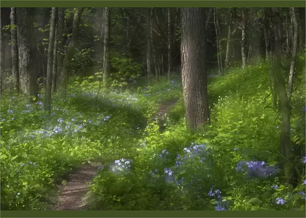 USA, Pennsylvania, Cedar Creek. Double-exposure of scenic with trail through blue phlox wildflowers