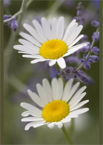Oxeye Daisy (Chrysanthemum leucanthemum) Sunflower Family (Asteraceae) and lavendar