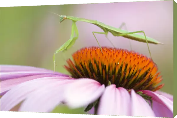 Praying Mantis (Mantis religiosa) on an Aster, Sunflower Family (Asteraceae) Pennsylvania