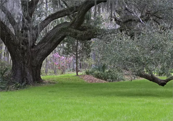 Live oak, Magnolia Plantation, Charleston, South Carolina