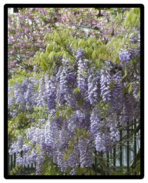 Charleston, South Carolina, USA. American Wisteria growing along a fence in downtown
