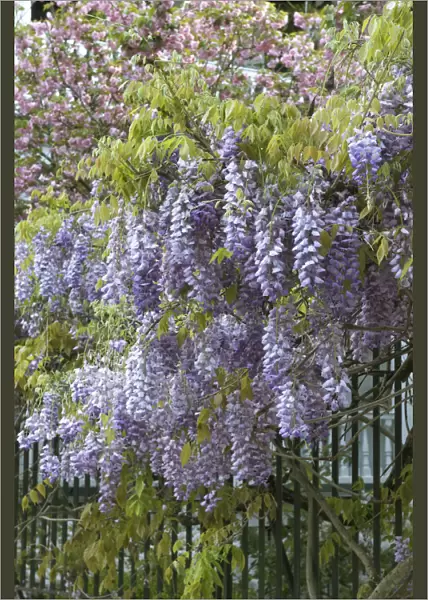 Charleston, South Carolina, USA. American Wisteria growing along a fence in downtown