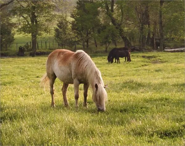 Horse grazing in meadow, Cades Cove, Great Smoky Mountains N. P. TN