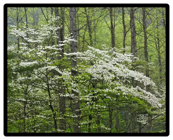 Flowering Dogwood Trees in forest, Great Smoky Mountains National Park, Tennessee