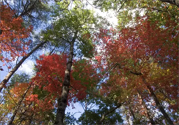 USA - Tennessee. Fall foliage near Fall Creek Falls State Park