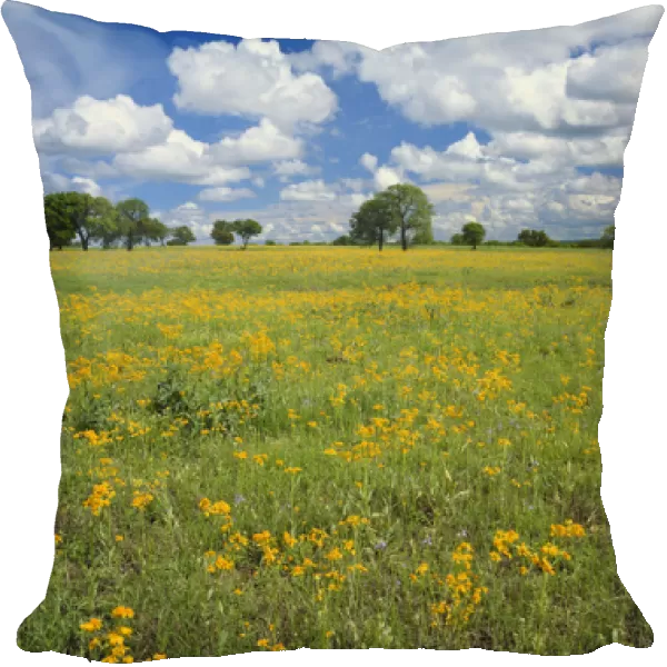 Texas, Texas Hill Country, Field of flowers and trees with cloudy sky