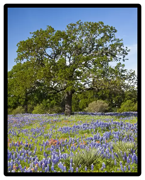 North America, USA, Texas. Lone oak tree standing in field of Texas bluebonnets