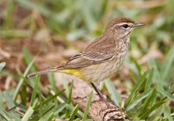 Palm Warbler (Dendroica palmarum) foraging on ground, spring migration, South Padre Island
