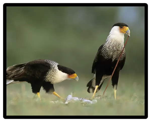 Crested Caracara, Caracara plancus, pair eating on Eastern Cottontail, Starr County
