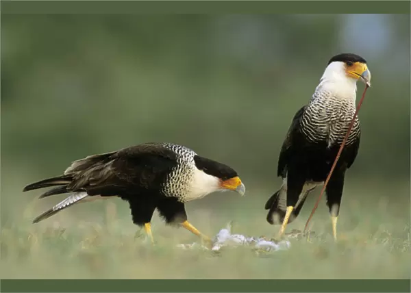 Crested Caracara, Caracara plancus, pair eating on Eastern Cottontail, Starr County